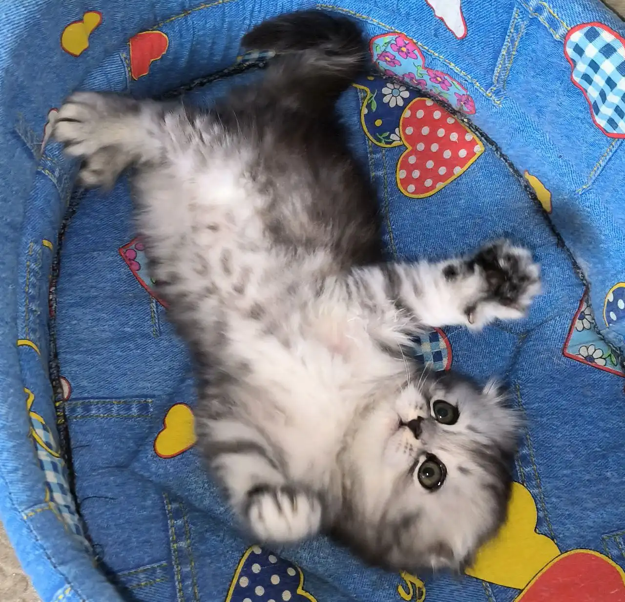 Шотландская вислоухая кошка серебристый табби