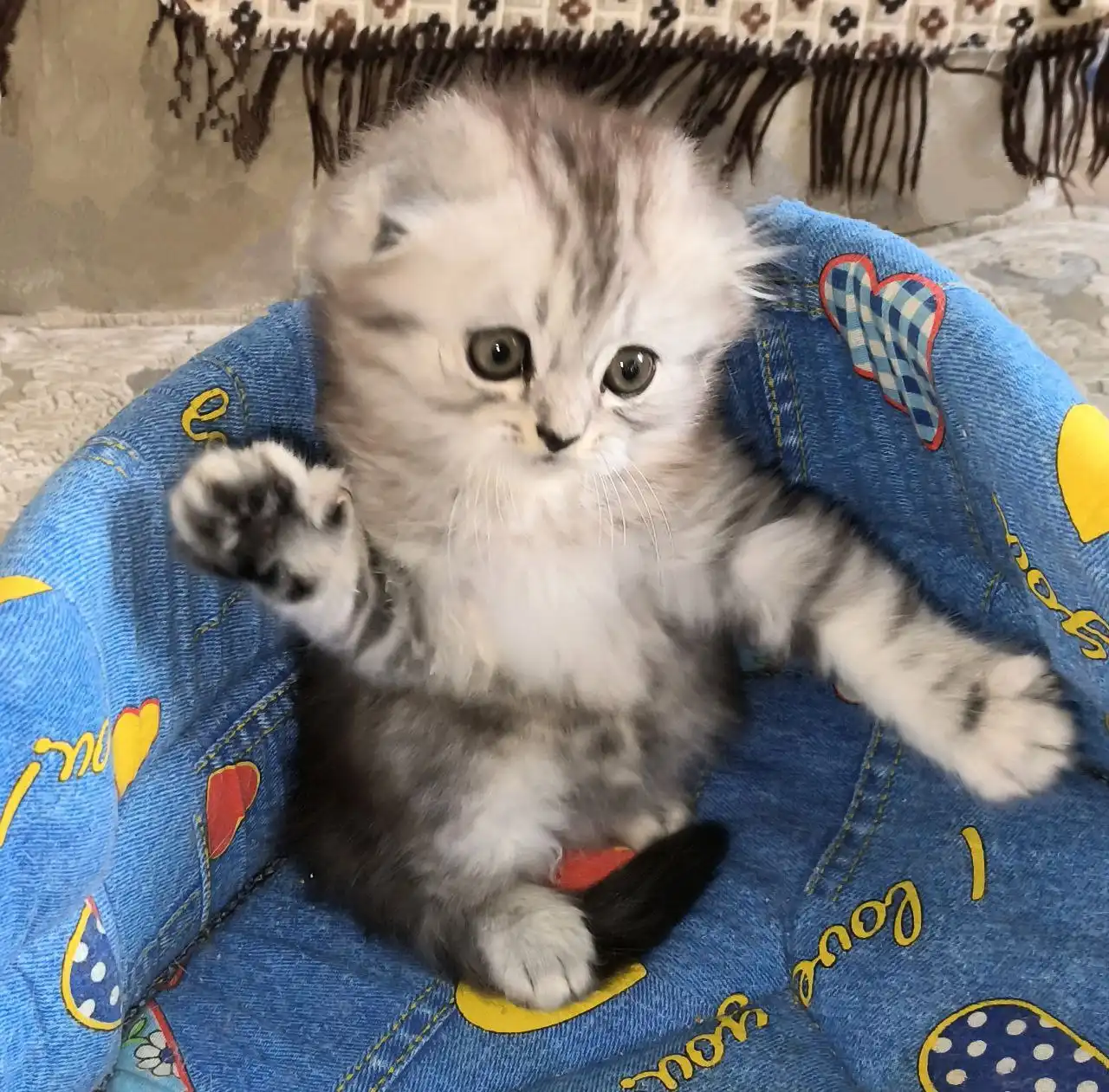 Шотландская вислоухая кошка серебристый табби