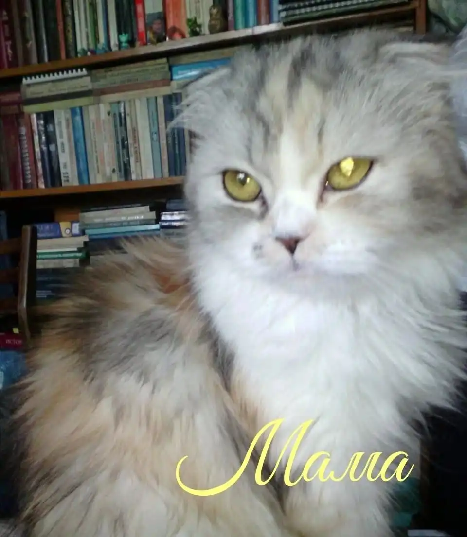 Шотландская вислоухая кошка серебристый табби