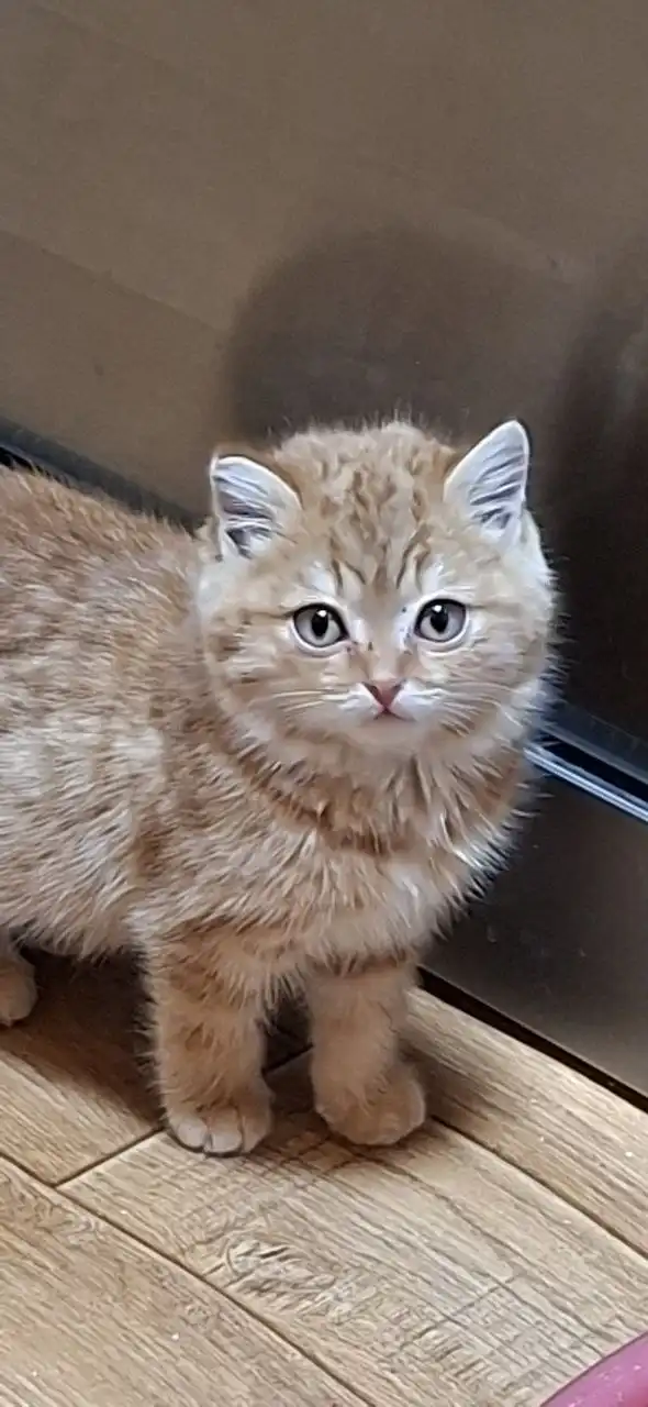 Отдам котенка в добрые руки