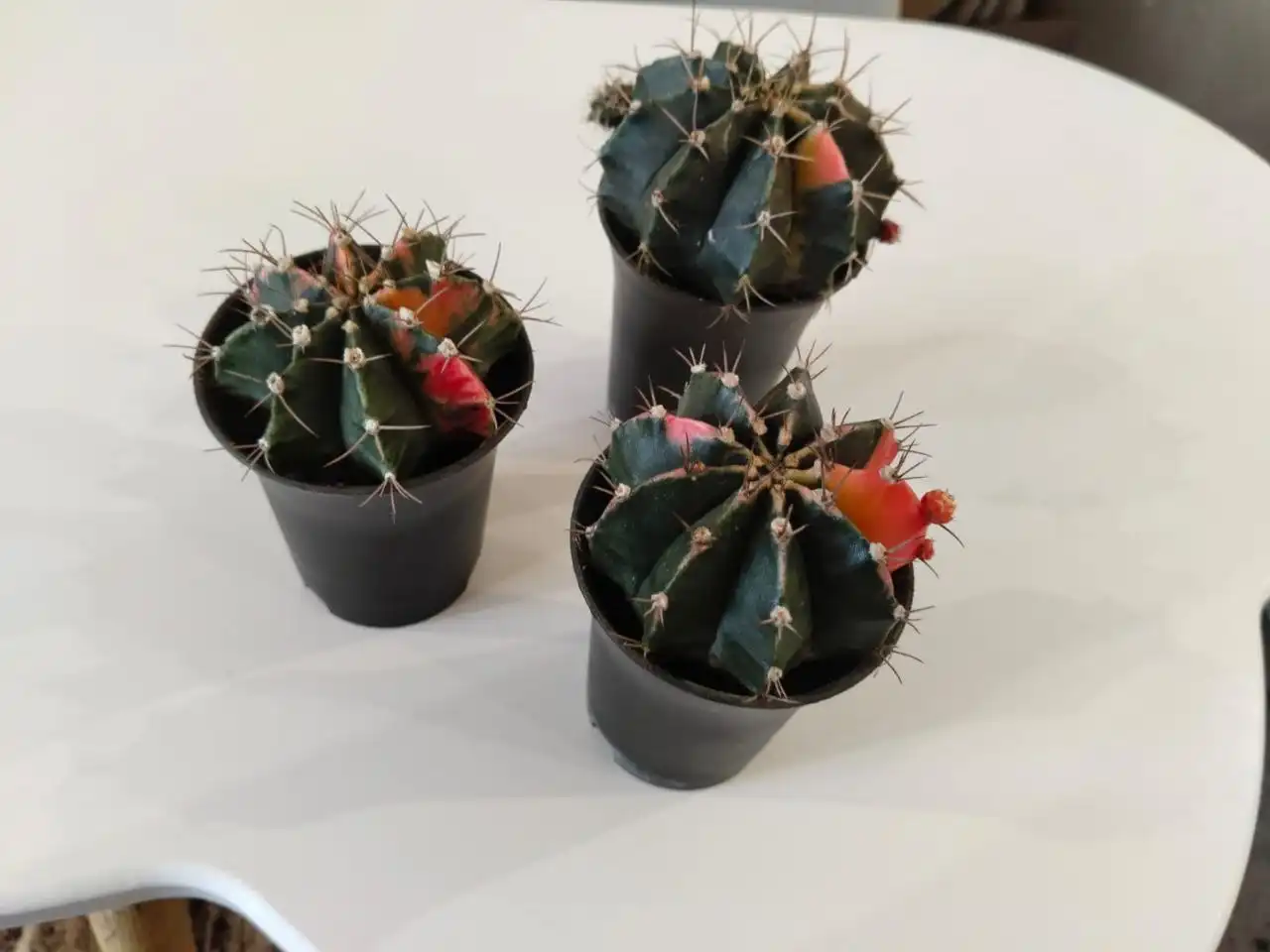 Кактус Гимнокалициум вариегатный