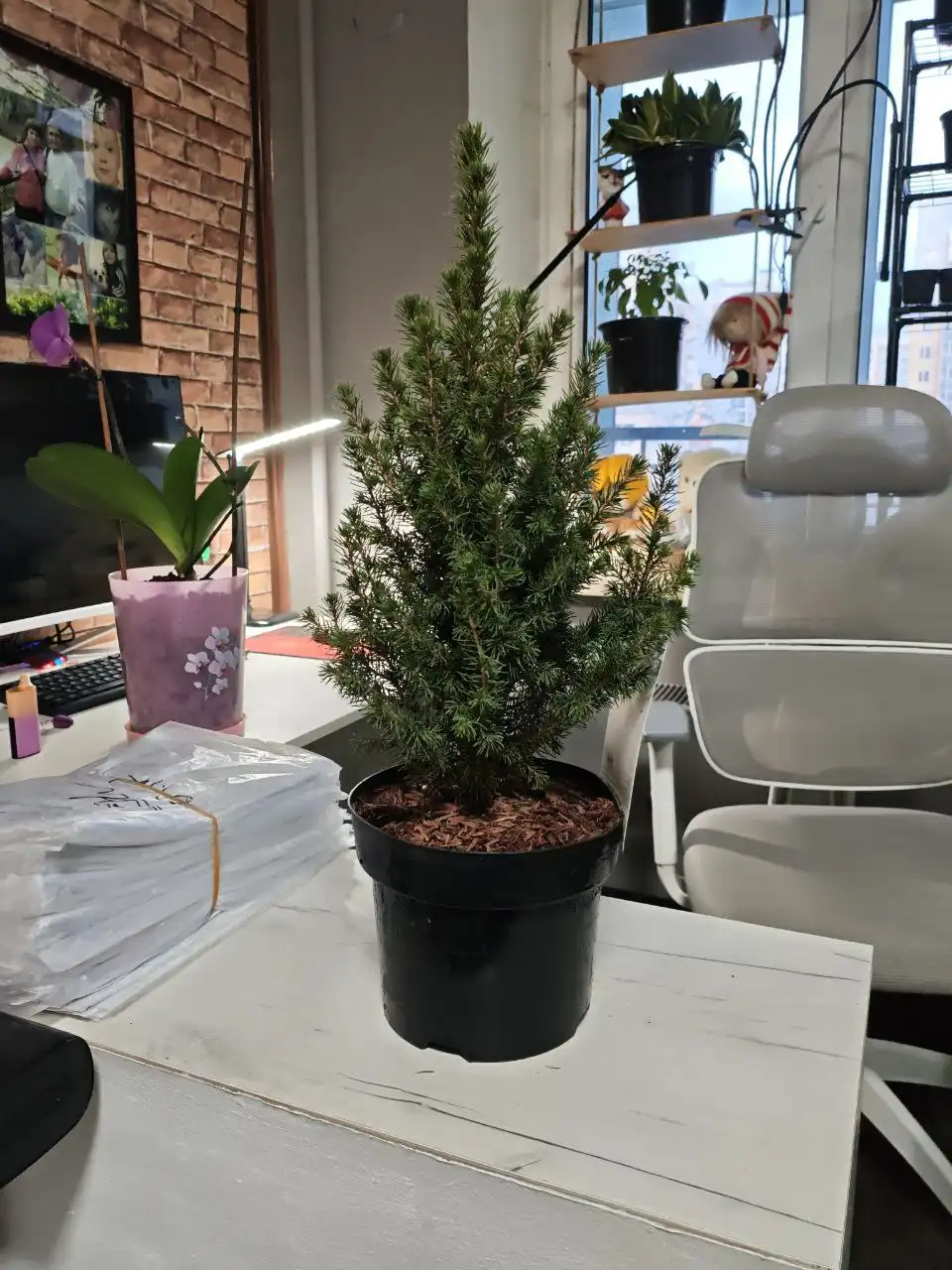 Ель "Коника" в горшке — уникальный подарок на Новый год