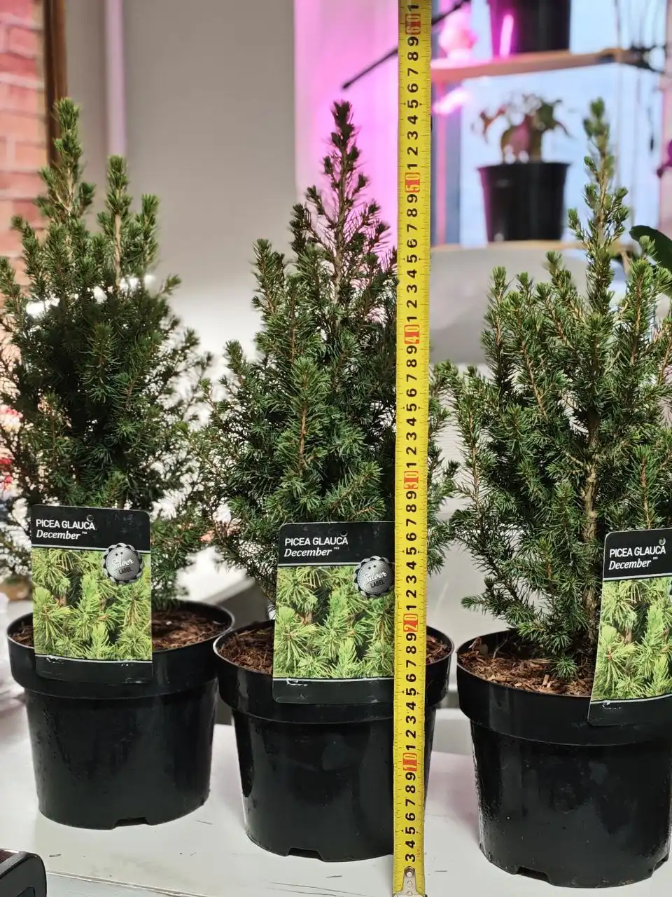 Ель "Коника" в горшке — уникальный подарок на Новый год