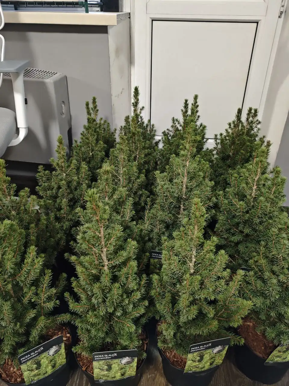 Ель "Коника" в горшке — уникальный подарок на Новый год