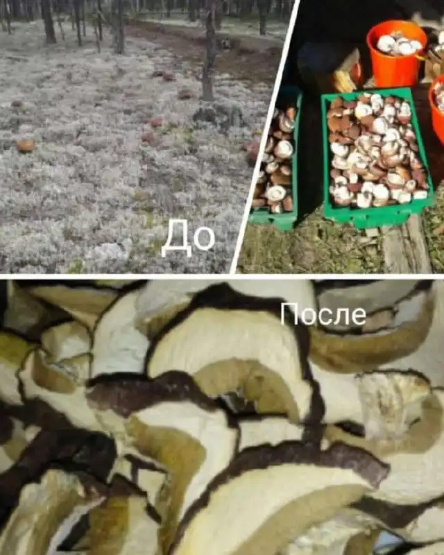 Гриб белый маринованный к новогоднему столу