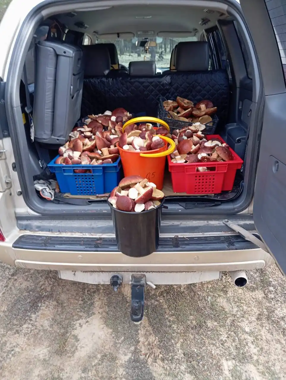 Гриб белый маринованный к новогоднему столу