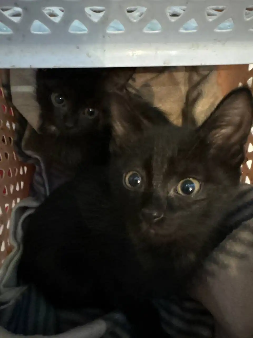 Отдам в добрые руки двух девочек