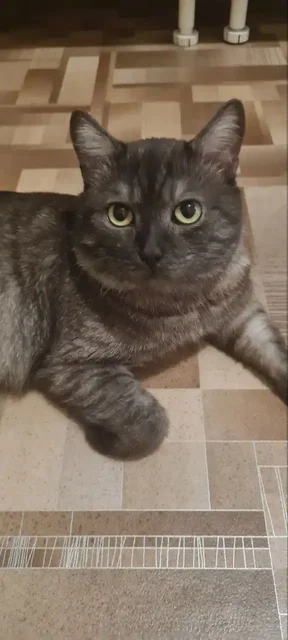 Кот ищет хозяев в Томске - Животные в Томск