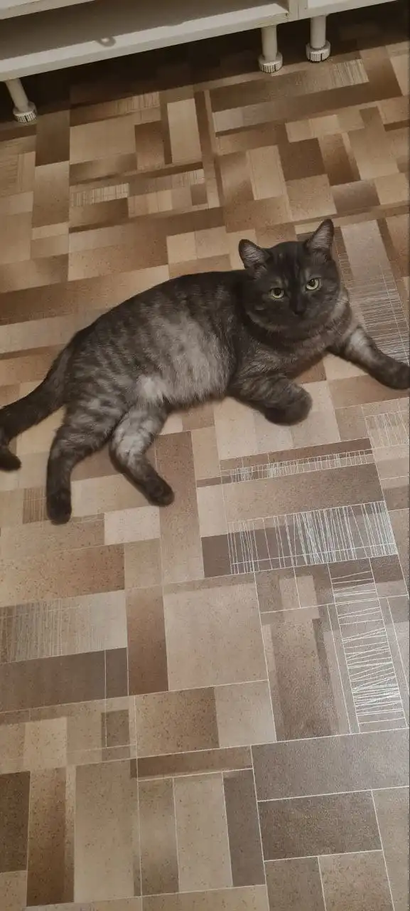 Кот ищет хозяев в Томске