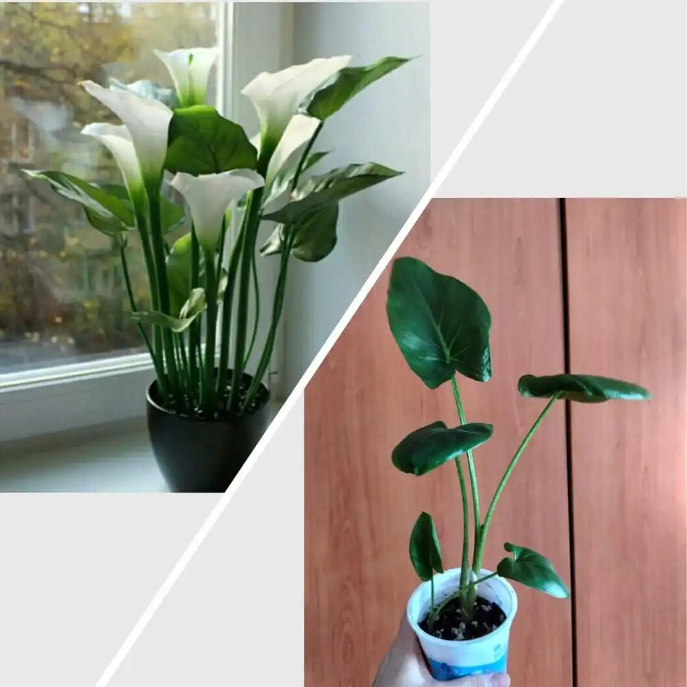 Продажа комнатных растений калла