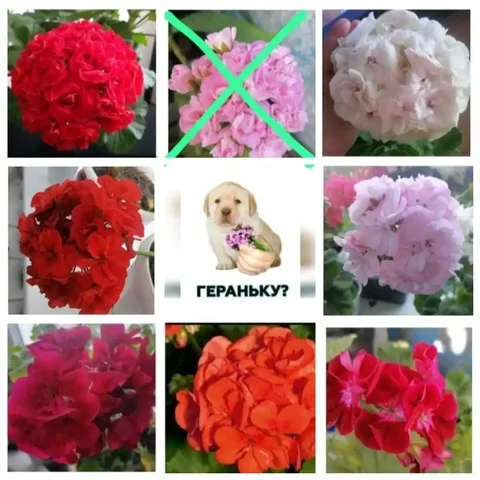 Продажа укоренённых черенков герани сортовых и безымянных - Хобби и отдых в Томск