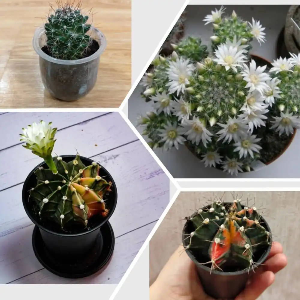 Продажа кактусов: Мамилярия и Гимнокалициум