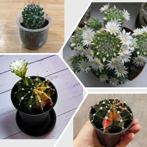 Продажа кактусов: Мамилярия и Гимнокалициум - частное объявление в Томск