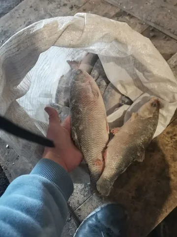 Продажа свежемороженой рыбы - Барахолка в Томск