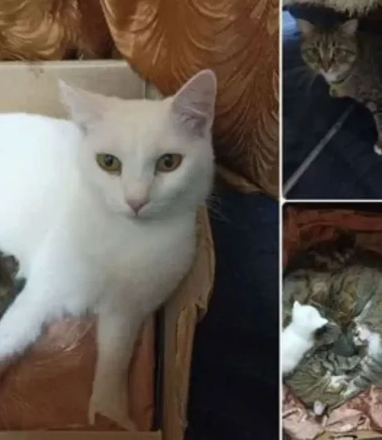 Отдам взрослых котов и кошек с котятами в добрые руки - Животные в Томск