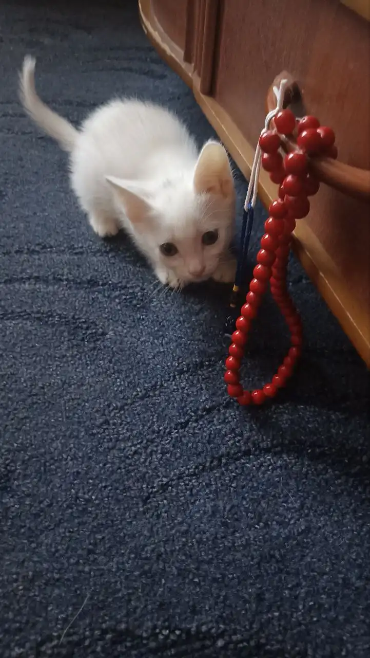 Отдам взрослых котов и кошек с котятами в добрые руки