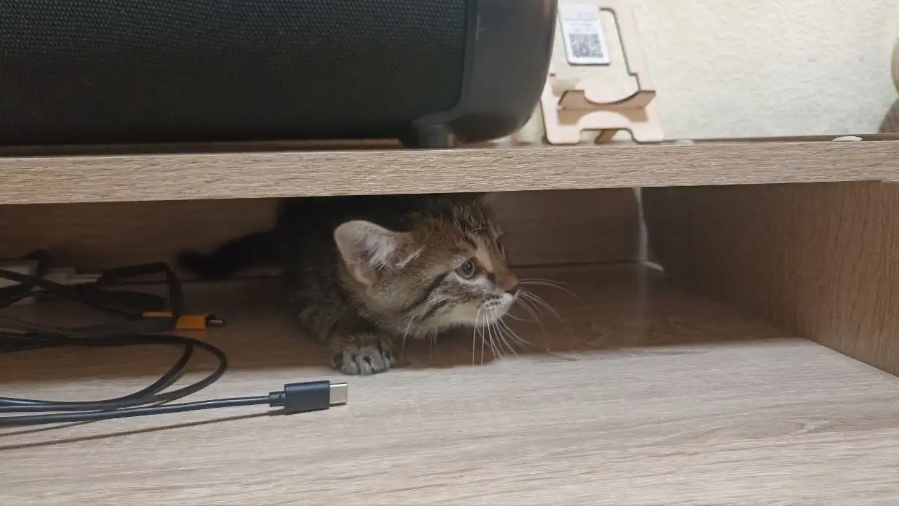 Отдам взрослых котов и кошек с котятами в добрые руки