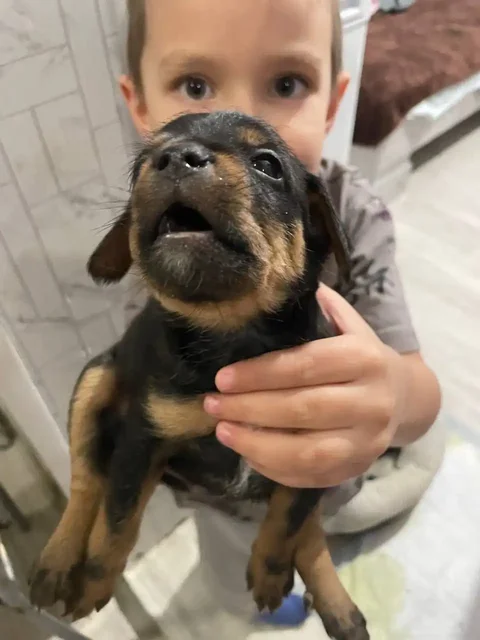 Отдам щенков без породы - Животные в Томск