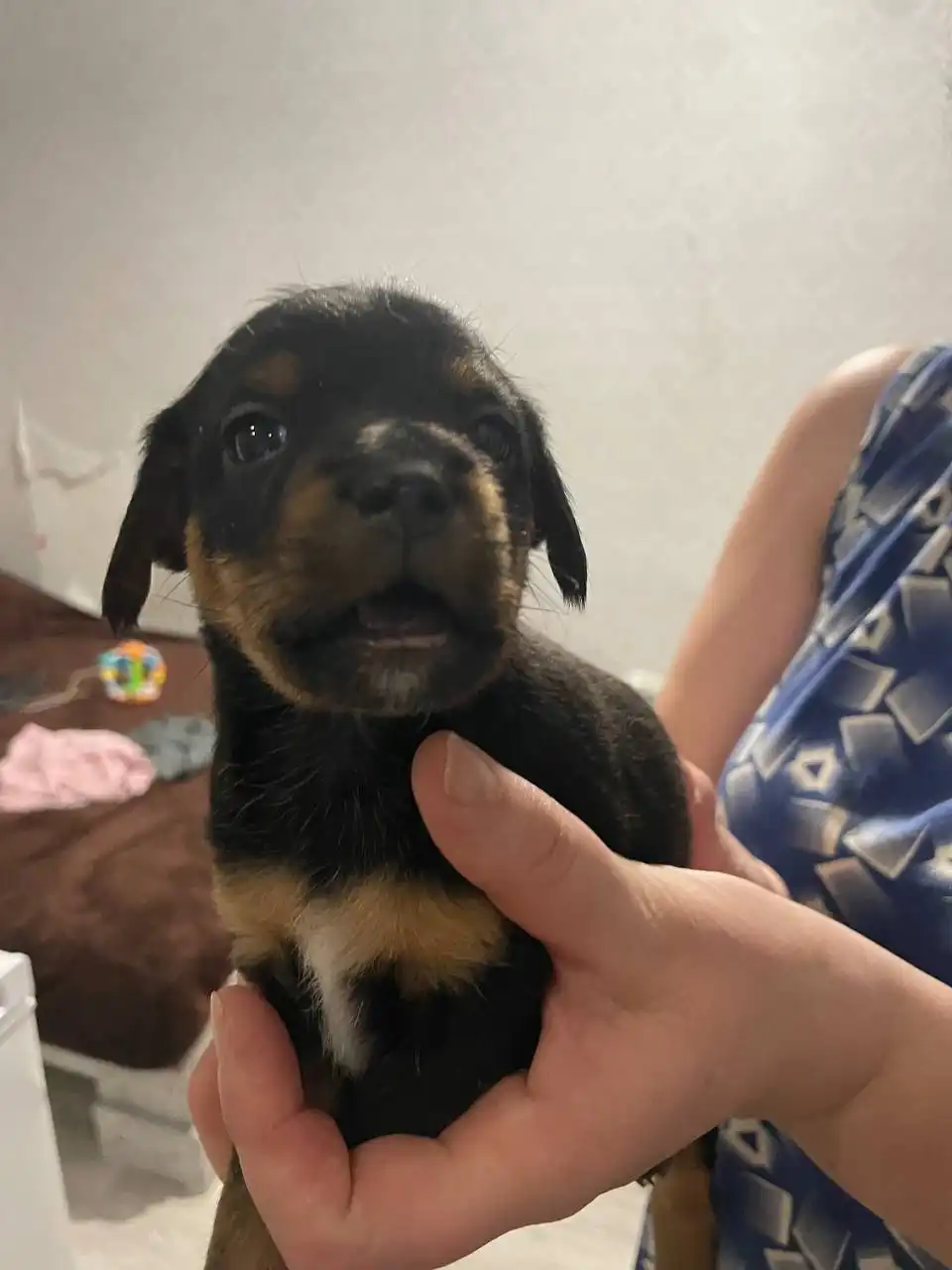 Отдам щенков без породы