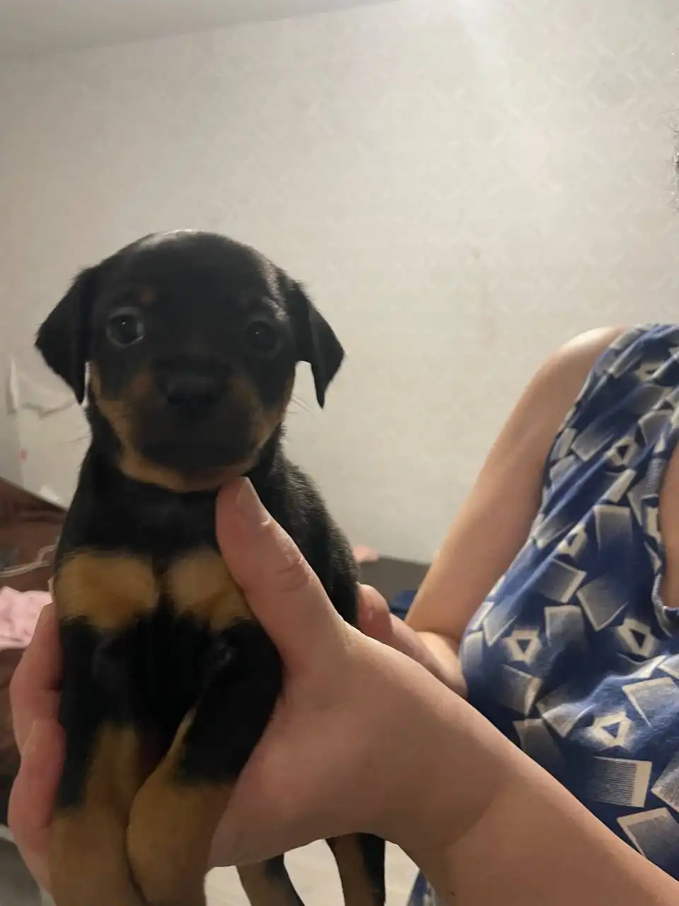 Щенки для отдачи - Собаки (Животные) в Томск