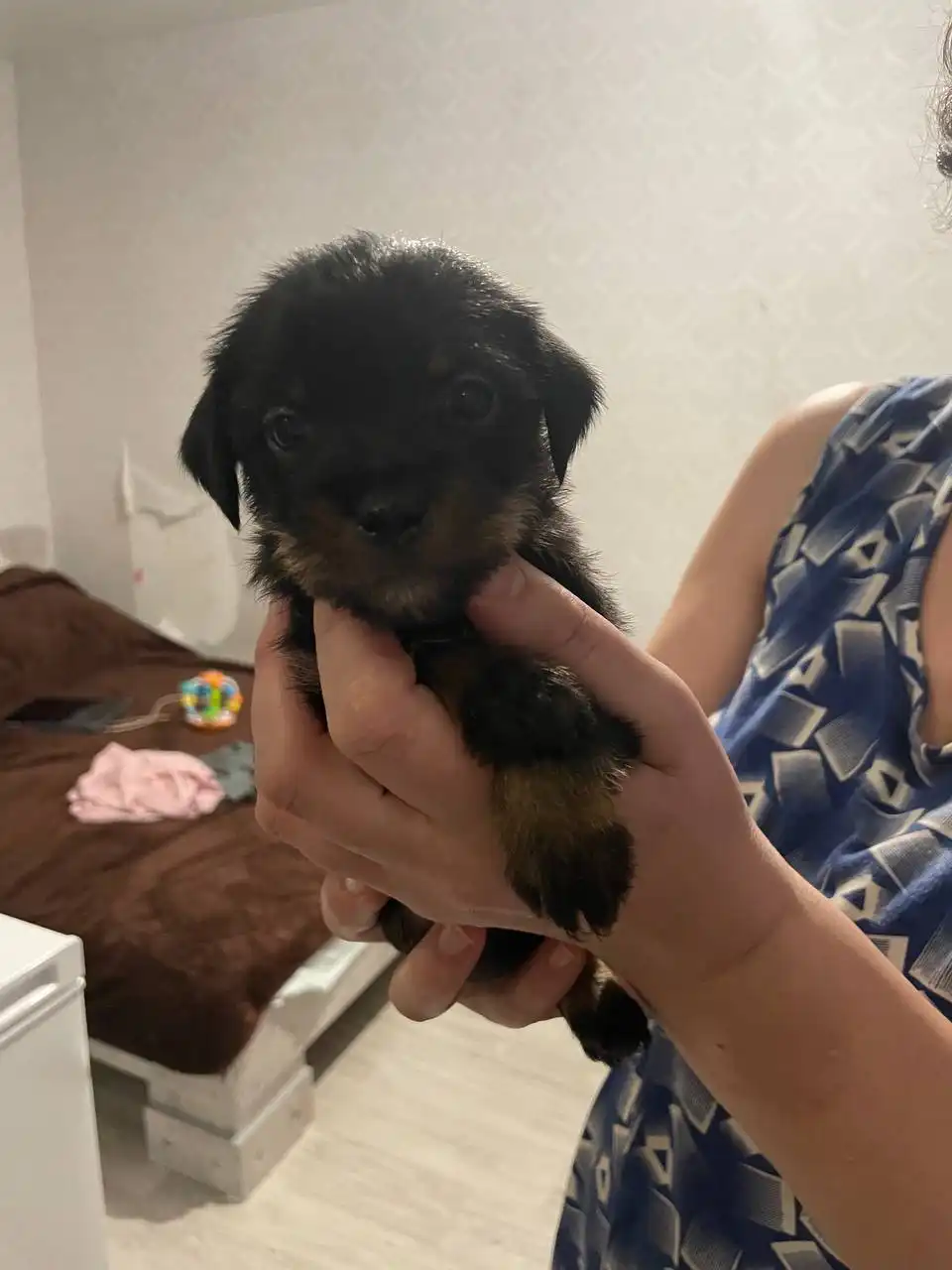 Щенки для отдачи - Собаки (Животные) в Томск