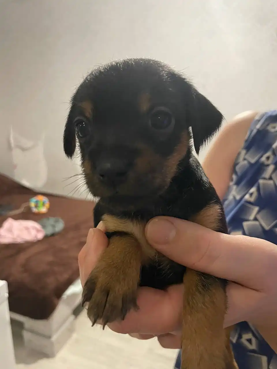 Щенки для отдачи - Собаки (Животные) в Томск