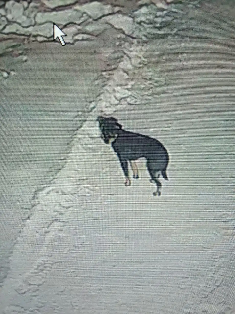 Найдена собачка в районе 30 школы Томска - Животные (Барахолка) в Томск