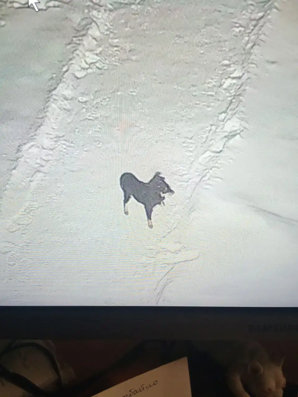 Найдена собачка в районе 30 школы Томска - Животные (Барахолка) в Томск