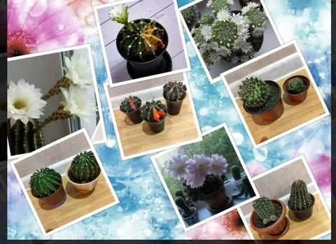 Продажа кактусов различных видов - Рыбалка в Томск