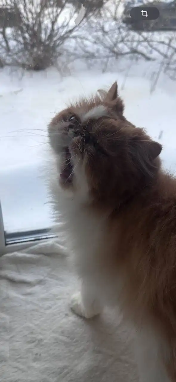 Персидский кот для семьи без животных - Кошки (Животные) в Томск