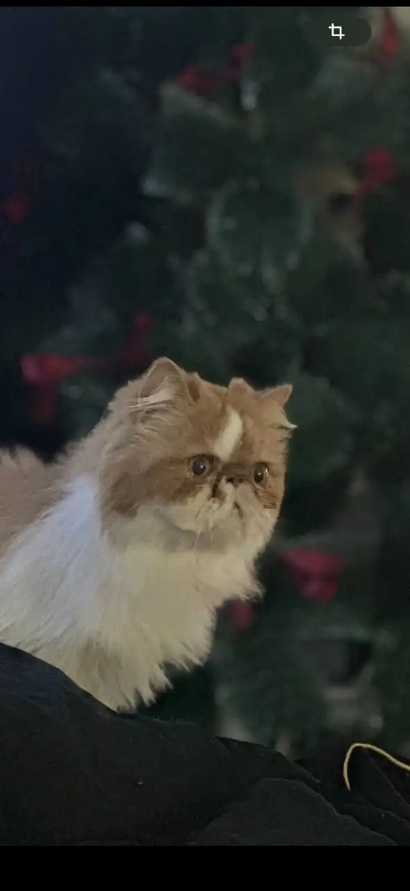 Персидский кот для семьи без животных - Кошки (Животные) в Томск