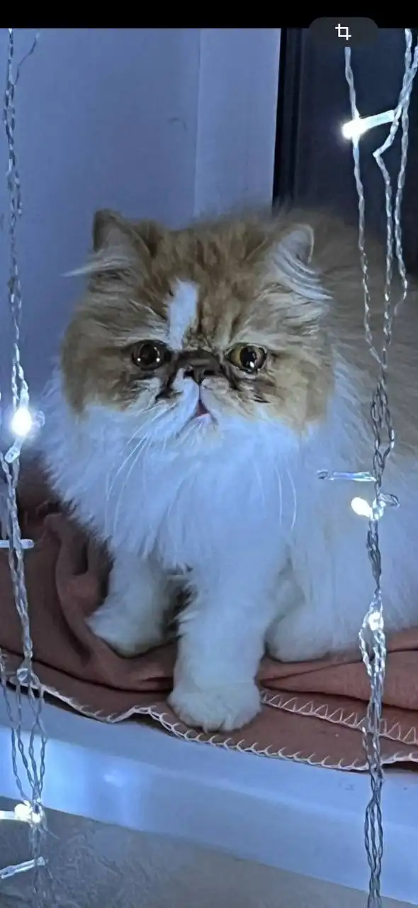 Персидский кот для семьи без животных - Кошки (Животные) в Томск