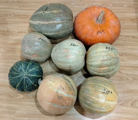 Свежая тыква с доставкой - Барахолка в Томск