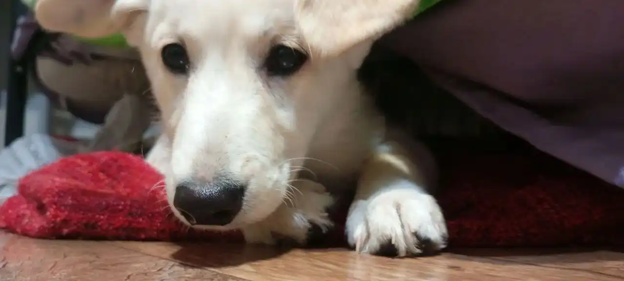 Собака в хорошие руки - Собаки (Животные) в Томск