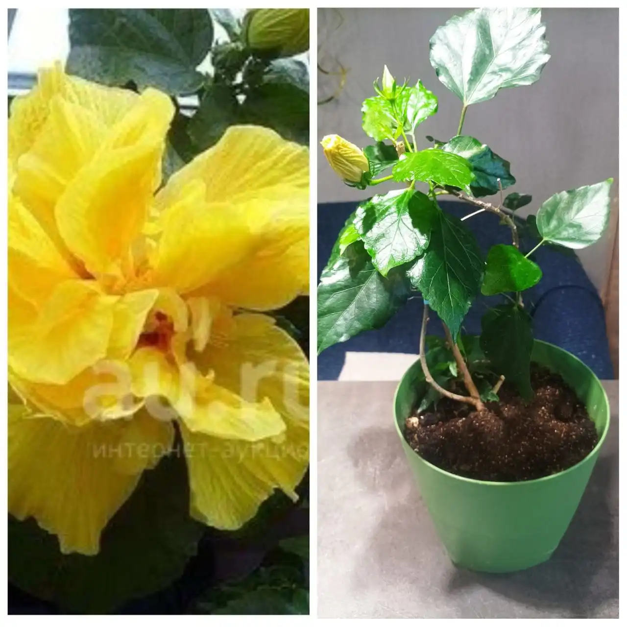 Продам махровый гибискус Коениг в Томске - Растения (Хобби и отдых) в Томск