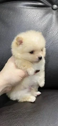 Продам щенка шпица, мальчик - Собаки в Томск