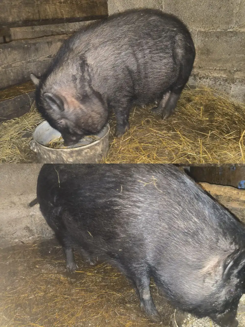 Вьетнамские свинки 9 месяцев породы Таргай - Свиньи (Животные) в Томск