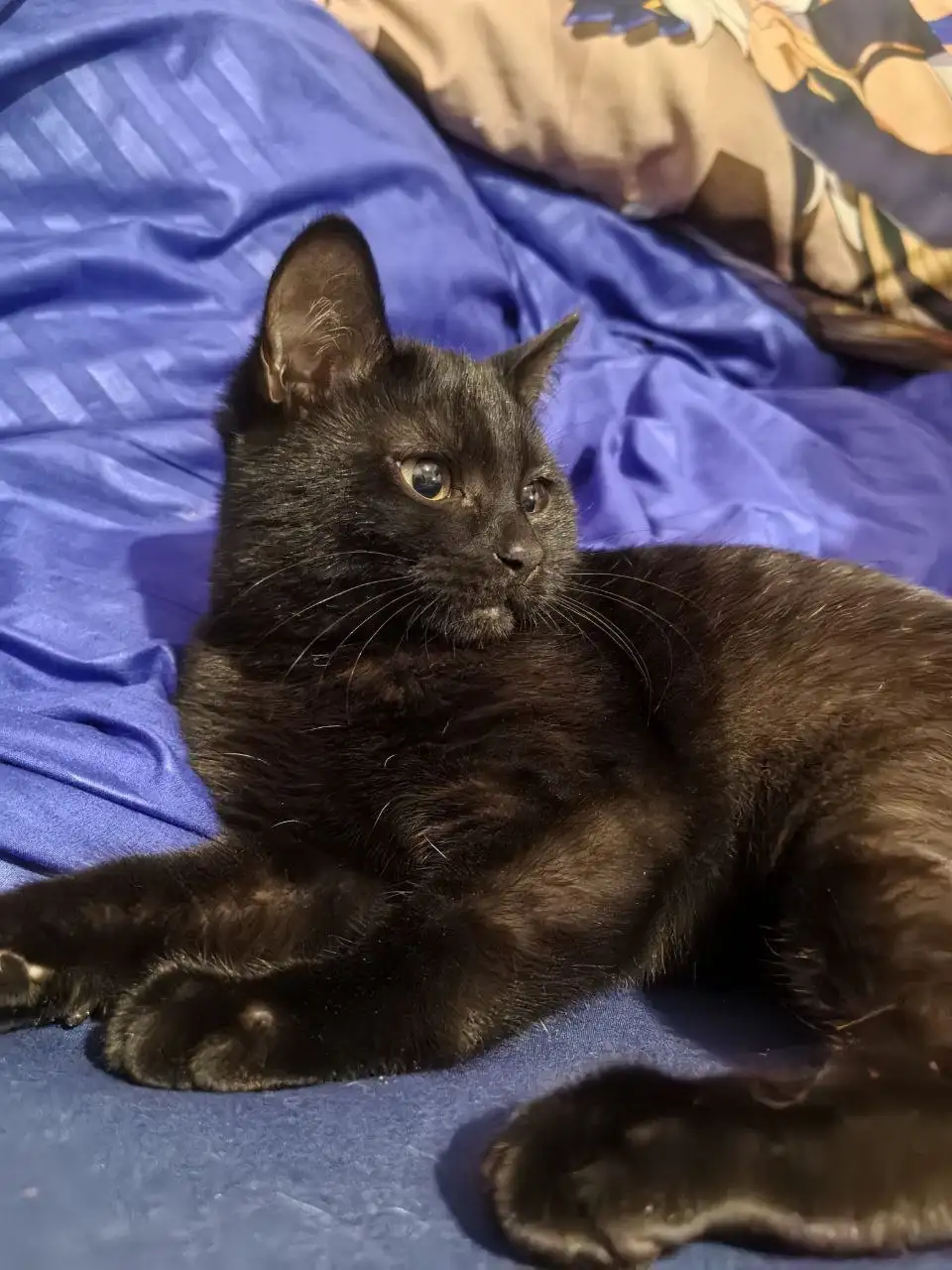 Котёнок 5 месяцев в добрые руки - Кошки (Животные) в Томск