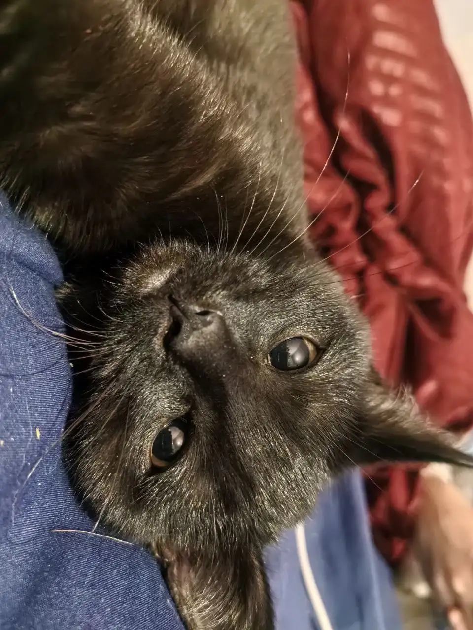 Котёнок 5 месяцев в добрые руки - Кошки (Животные) в Томск