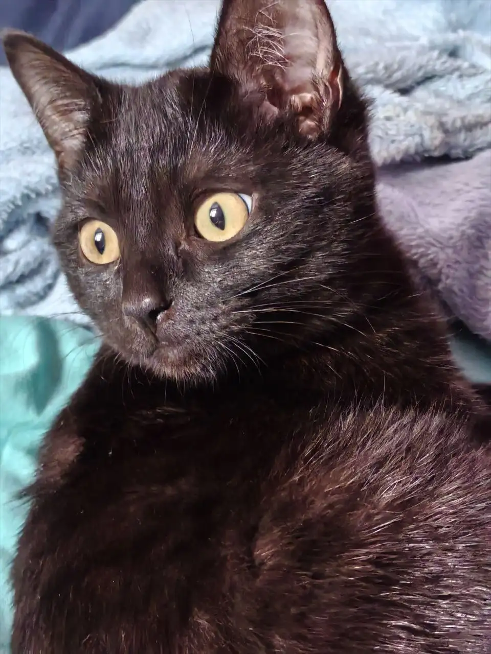 Котёнок 5 месяцев в добрые руки - Кошки (Животные) в Томск