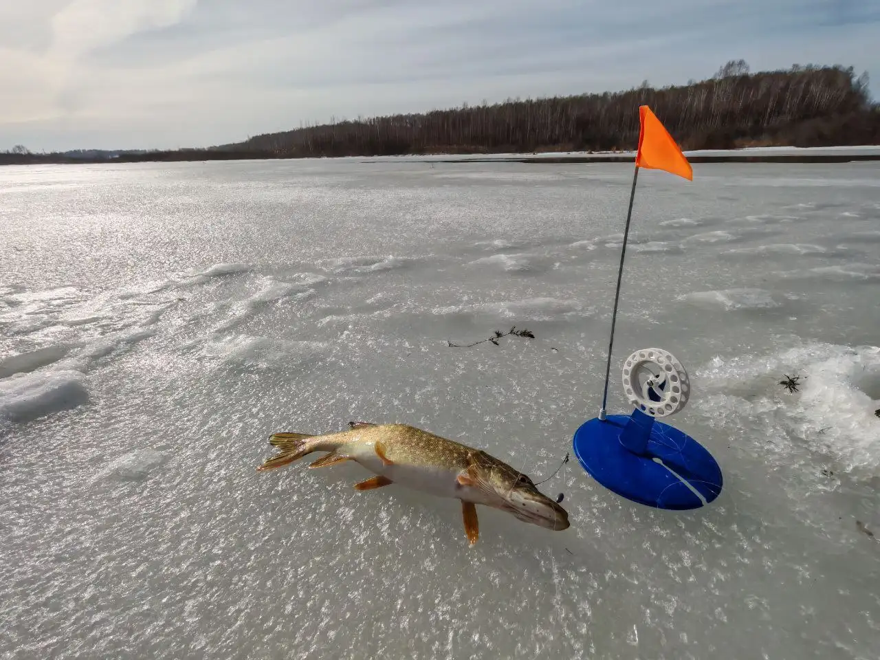 12 оснащённых жерлиц - Рыболовные снасти (Хобби и отдых) в Томск