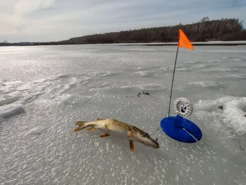 12 оснащённых жерлиц - Хобби и отдых в Томск