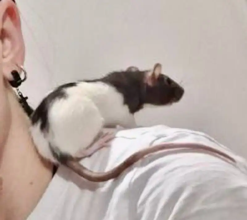 Продам крысу с клеткой и аксессуарами - Грызуны (Животные) в Томск