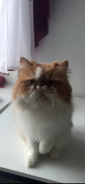 Персидский кот мальчик - Собаки в Томск