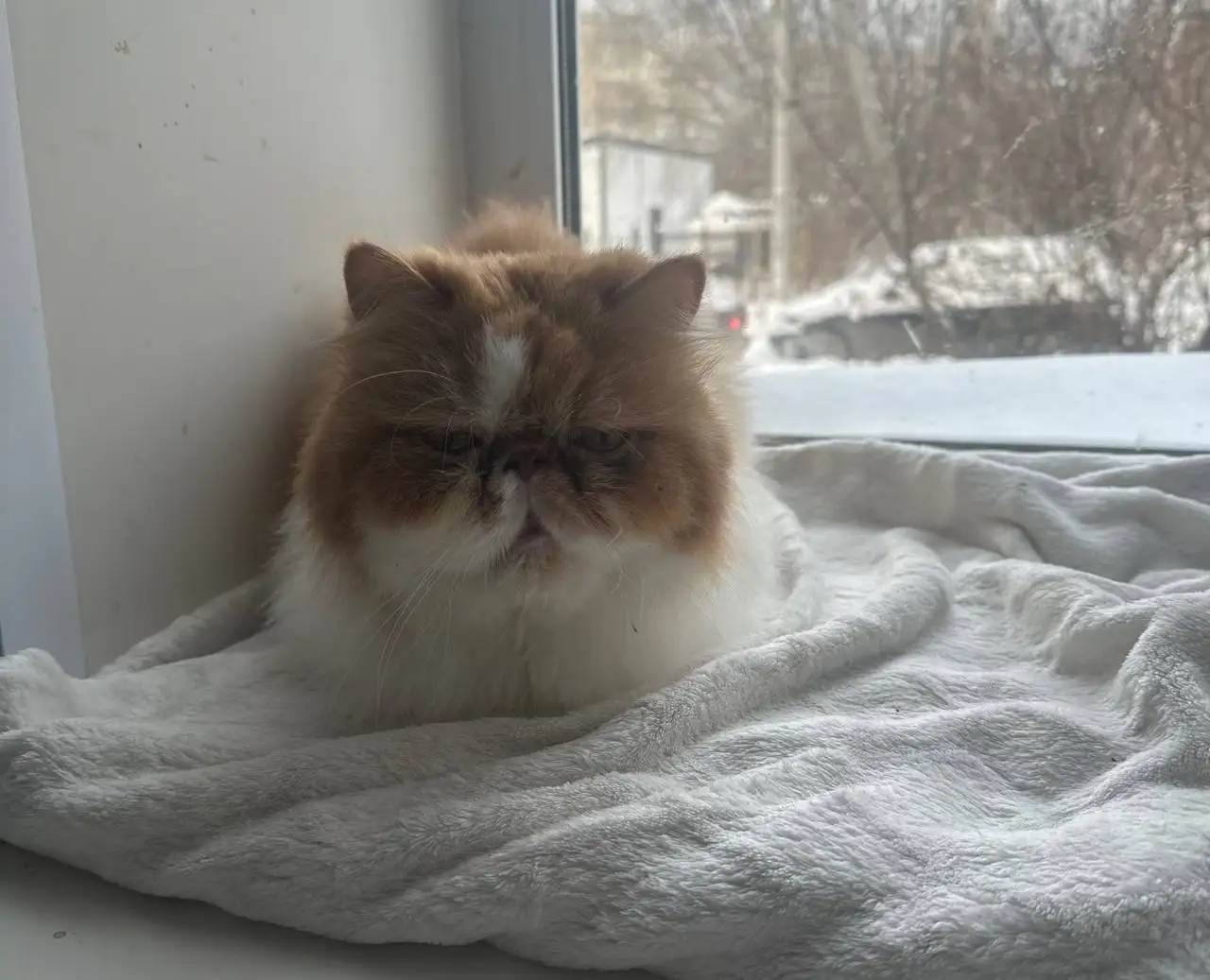 Персидский кот мальчик - Кошки (Животные) в Томск