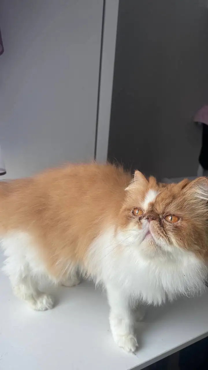 Персидский кот мальчик - Кошки (Животные) в Томск