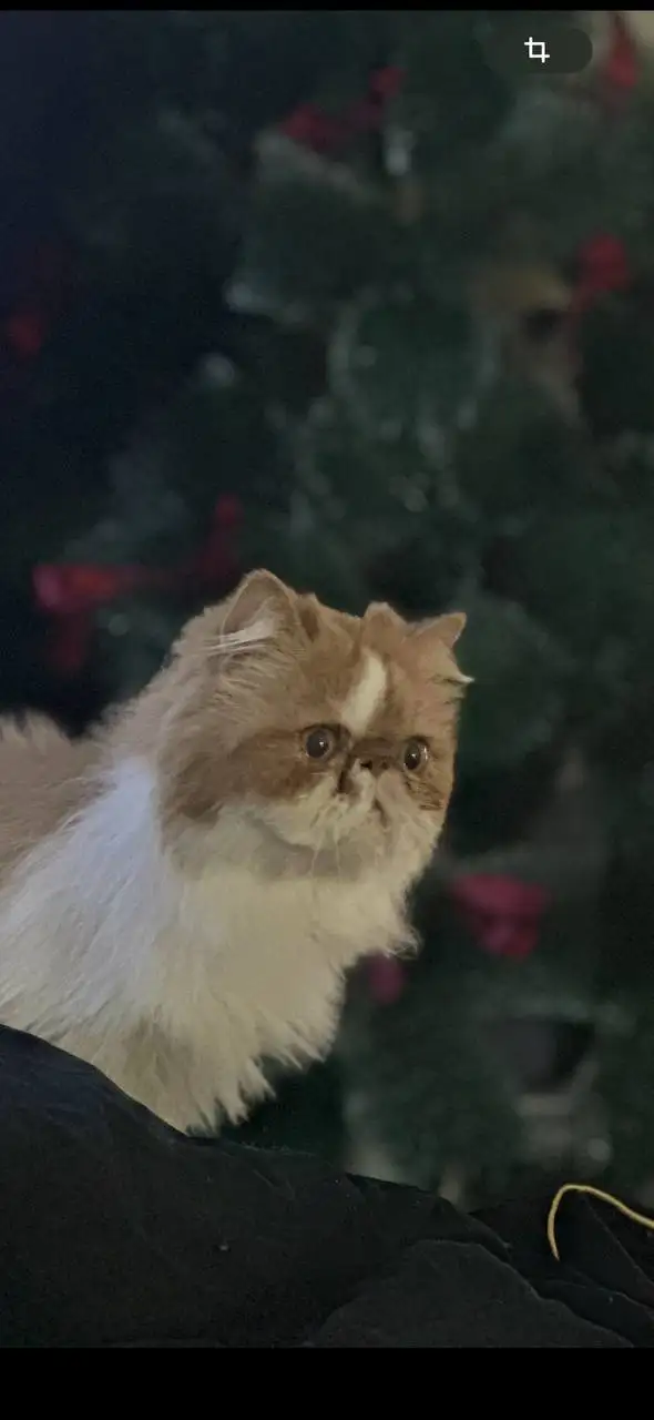 Персидский кот мальчик - Кошки (Животные) в Томск