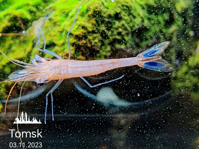 Продам товары из барахолки в Томске - Барахолка в Томск