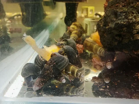 Тиломилании улитки аквариумные - Аквариумистика в Томск