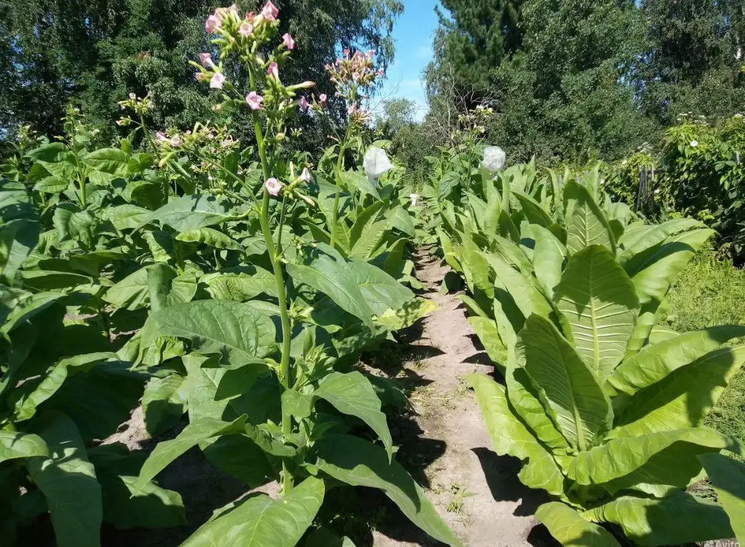 Продажа семян и рассады табака различных сортов - Сад и огород (Хобби и отдых) в Томск